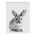 Picture of Button, the Bunny _GroupedProduct_Rectangle_Portrait_Canvas_Framed_