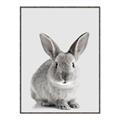 Picture of Button, the Bunny _GroupedProduct_Rectangle_Portrait_Canvas_Framed_