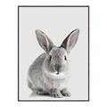 Picture of Button, the Bunny _GroupedProduct_Rectangle_Portrait_Canvas_Framed_