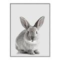 Picture of Button, the Bunny _GroupedProduct_Rectangle_Portrait_Canvas_Framed_