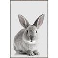 Picture of Button, the Bunny _GroupedProduct_Rectangle_Portrait_Canvas_Framed_