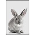 Picture of Button, the Bunny _GroupedProduct_Rectangle_Portrait_Canvas_Framed_