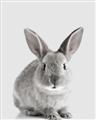 Picture of Button, the Bunny _GroupedProduct_Rectangle_Portrait_Unframed_Print_Only_