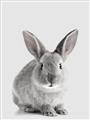 Picture of Button, the Bunny _GroupedProduct_Rectangle_Portrait_Unframed_Print_Only_