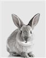 Picture of Button, the Bunny _GroupedProduct_Rectangle_Portrait_Unframed_Print_Only_