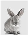 Picture of Button, the Bunny _GroupedProduct_Rectangle_Portrait_Unframed_Print_Only_