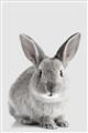 Picture of Button, the Bunny _GroupedProduct_Rectangle_Portrait_Unframed_Print_Only_