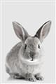 Picture of Button, the Bunny _GroupedProduct_Rectangle_Portrait_Unframed_Print_Only_