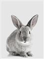 Picture of Button, the Bunny _GroupedProduct_Rectangle_Portrait_Unframed_Print_Only_