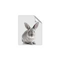 Picture of Button, the Bunny _GroupedProduct_Rectangle_Portrait_Unframed_Print_Only_