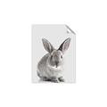 Picture of Button, the Bunny _GroupedProduct_Rectangle_Portrait_Unframed_Print_Only_