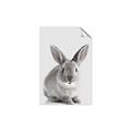 Picture of Button, the Bunny _GroupedProduct_Rectangle_Portrait_Unframed_Print_Only_