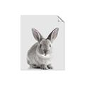Picture of Button, the Bunny _GroupedProduct_Rectangle_Portrait_Unframed_Print_Only_