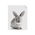 Picture of Button, the Bunny _GroupedProduct_Rectangle_Portrait_Unframed_Print_Only_