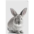 Picture of Button, the Bunny _GroupedProduct_Rectangle_Portrait_Unframed_Print_Only_
