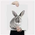 Picture of Button, the Bunny _GroupedProduct_Rectangle_Portrait_Canvas_