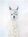Picture of White Llama _GroupedProduct_Rectangle_Portrait_Unframed_Print_Only_