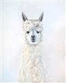 Picture of White Llama _GroupedProduct_Rectangle_Portrait_Unframed_Print_Only_
