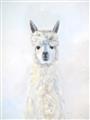 Picture of White Llama _GroupedProduct_Rectangle_Portrait_Unframed_Print_Only_