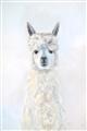 Picture of White Llama _GroupedProduct_Rectangle_Portrait_Unframed_Print_Only_