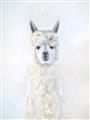 Picture of White Llama _GroupedProduct_Rectangle_Portrait_Unframed_Print_Only_