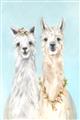 Picture of Friendly Llamas  _GroupedProduct_Rectangle_Portrait_Unframed_Print_Only_