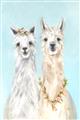 Picture of Friendly Llamas  _GroupedProduct_Rectangle_Portrait_Unframed_Print_Only_