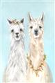 Picture of Friendly Llamas  _GroupedProduct_Rectangle_Portrait_Unframed_Print_Only_
