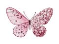 Picture of Pink Butterfly _GroupedProduct_Rectangle_Landscape_Unframed_Print_Only_