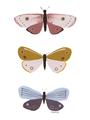 Picture of Pastel Butterflies I _GroupedProduct_Rectangle_Portrait_Mini_ _GroupedProduct_Rectangle_Portrait_Unframed_Print_Only_