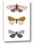 Picture of Pastel Butterflies I