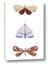 Picture of Pastel Butterflies II