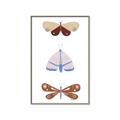 Picture of Pastel Butterflies II _GroupedProduct_Rectangle_Portrait_Mini_ _GroupedProduct_Rectangle_Portrait_Canvas_Framed_