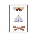 Picture of Pastel Butterflies II _GroupedProduct_Rectangle_Portrait_Mini_ _GroupedProduct_Rectangle_Portrait_Canvas_Framed_