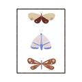 Picture of Pastel Butterflies II _GroupedProduct_Rectangle_Portrait_Mini_ _GroupedProduct_Rectangle_Portrait_Canvas_Framed_