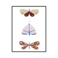 Picture of Pastel Butterflies II _GroupedProduct_Rectangle_Portrait_Mini_ _GroupedProduct_Rectangle_Portrait_Canvas_Framed_