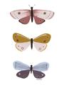 Picture of Pastel Butterflies I _GroupedProduct_Rectangle_Portrait_Mini_ _GroupedProduct_Rectangle_Portrait_Unframed_Print_Only_