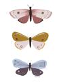 Picture of Pastel Butterflies I _GroupedProduct_Rectangle_Portrait_Mini_ _GroupedProduct_Rectangle_Portrait_Unframed_Print_Only_