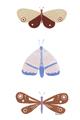 Picture of Pastel Butterflies II _GroupedProduct_Rectangle_Portrait_Mini_ _GroupedProduct_Rectangle_Portrait_Unframed_Print_Only_