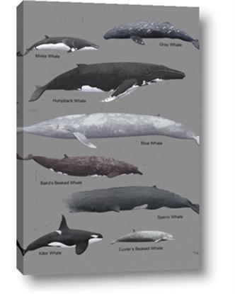 Picture of Shark chart