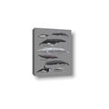 Picture of Shark chart _GroupedProduct_Rectangle_Portrait_Mini_ _GroupedProduct_Rectangle_Portrait_Canvas_