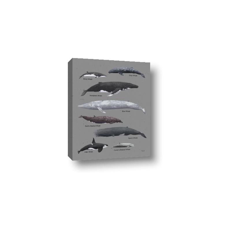 Picture of Shark chart _GroupedProduct_Rectangle_Portrait_Mini_ _GroupedProduct_Rectangle_Portrait_Canvas_