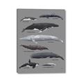 Picture of Shark chart _GroupedProduct_Rectangle_Portrait_Mini_ _GroupedProduct_Rectangle_Portrait_Canvas_
