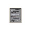 Picture of Shark chart _GroupedProduct_Rectangle_Portrait_Mini_ _GroupedProduct_Rectangle_Portrait_Canvas_Framed_