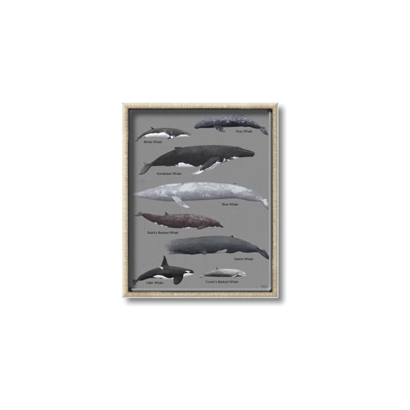 Picture of Shark chart _GroupedProduct_Rectangle_Portrait_Mini_ _GroupedProduct_Rectangle_Portrait_Canvas_Framed_
