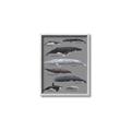 Picture of Shark chart _GroupedProduct_Rectangle_Portrait_Mini_ _GroupedProduct_Rectangle_Portrait_Canvas_Framed_