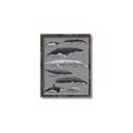 Picture of Shark chart _GroupedProduct_Rectangle_Portrait_Mini_ _GroupedProduct_Rectangle_Portrait_Canvas_Framed_