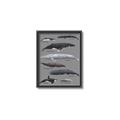Picture of Shark chart _GroupedProduct_Rectangle_Portrait_Mini_ _GroupedProduct_Rectangle_Portrait_Canvas_Framed_
