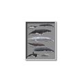 Picture of Shark chart _GroupedProduct_Rectangle_Portrait_Mini_ _GroupedProduct_Rectangle_Portrait_Canvas_Framed_