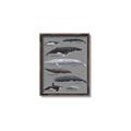 Picture of Shark chart _GroupedProduct_Rectangle_Portrait_Mini_ _GroupedProduct_Rectangle_Portrait_Canvas_Framed_